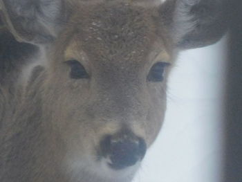Close-up portrait of deer