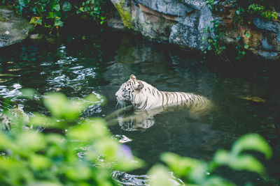 View of a cat in lake