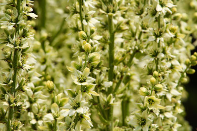 Close-up of flowering plants on field