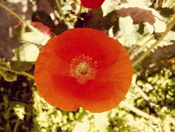 Close-up of red flower