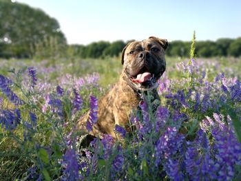 Close-up of a dog on field