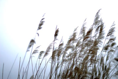 Close-up of stalks against clear sky