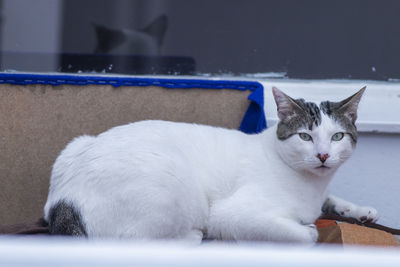 Close-up of a cat