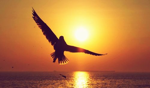 Silhouette of flying over sea against sky during sunset