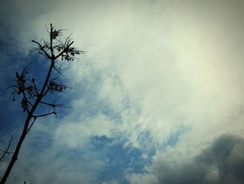 Low angle view of tree against cloudy sky