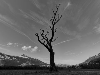Bare tree on field against sky