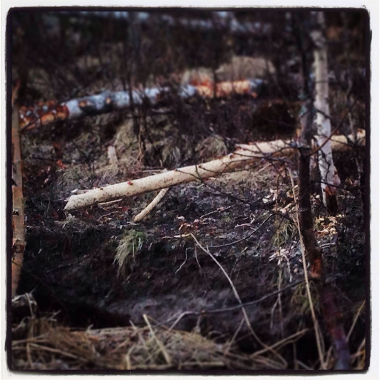 Beaver work