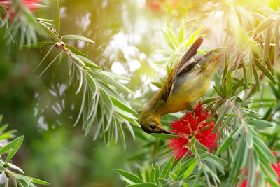 Close-up of a bird perching on plant