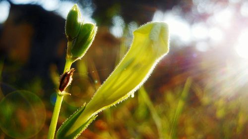 Close-up of plant