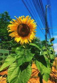 Close-up of sunflower against sky