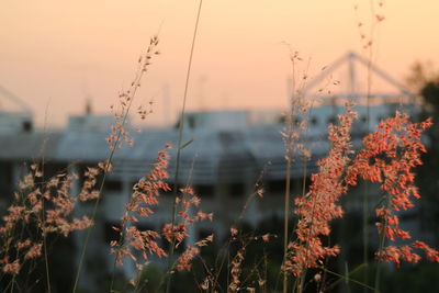 Close-up of flowering plants against sky during sunset