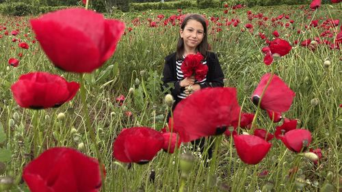 Close-up of red poppy flowers on field