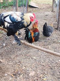 Close-up of rooster on field