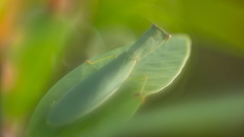 Close-up of green leaves