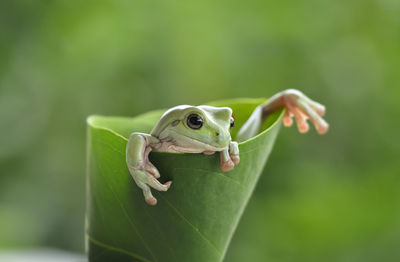 Close-up of frog on leaf