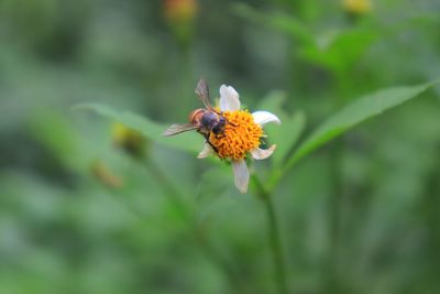 Close-up of bee pollinating on flower