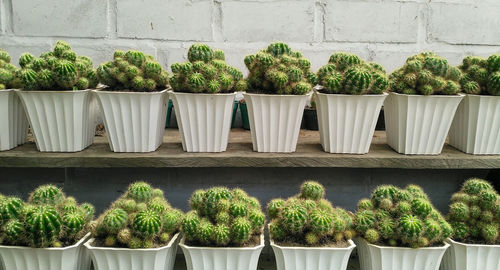 Potted plants at market stall against wall