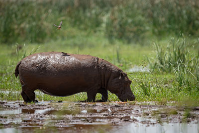 Hippopotamus standing on grass