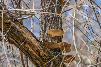 branch