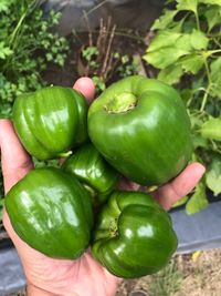 Close-up of hand holding green tomatoes