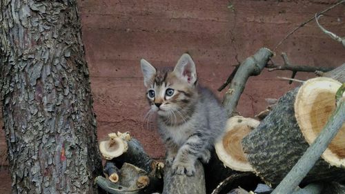 Portrait of cat sitting on tree trunk