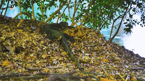 Close-up of lizard on tree against sky