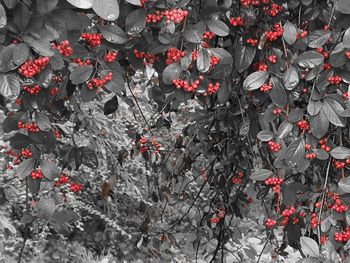 Full frame shot of red flowering plants
