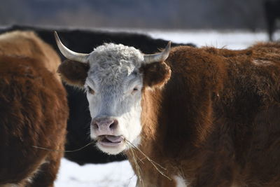 Cow grazing in winter