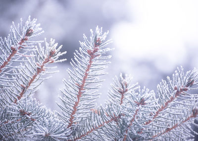 Close-up of pine tree