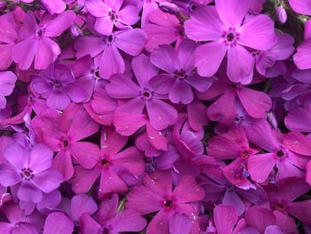 Full frame shot of pink flowering plants