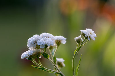 Close-up of white flowering plant