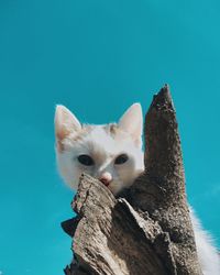 Close-up of a cat against blue sky