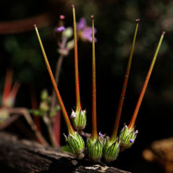 Close-up of flowering plant
