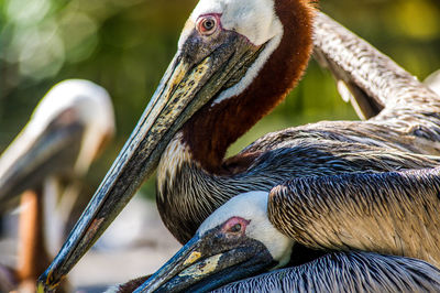 Close-up of birds perching on branch