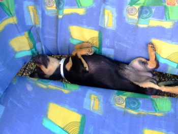 Close-up of a dog resting