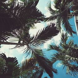 Low angle view of palm tree against sky