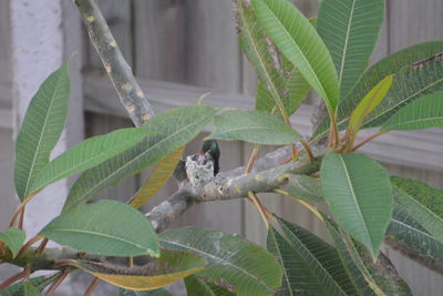 Close-up of bird on plant