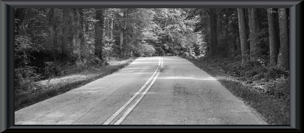 Road amidst trees in forest