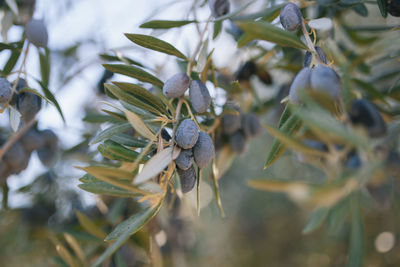 Close-up of olive tree