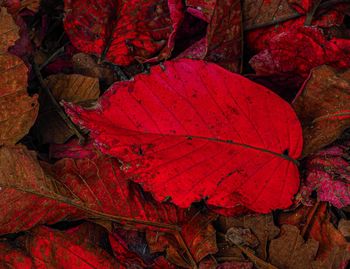 High angle view of red maple leaf on land