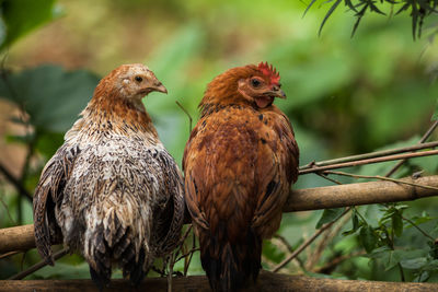 Close-up of birds perching on branch