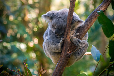 Close-up of cat sleeping on branch