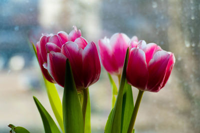 Close-up of pink tulips