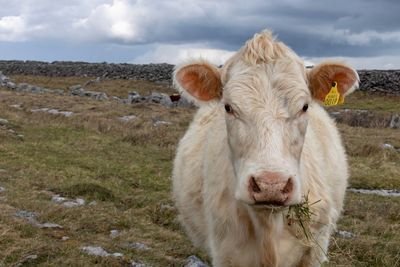 Portrait of cow on field