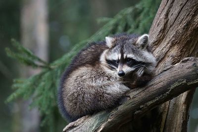 Close-up of racoon