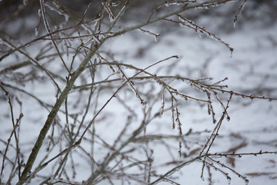 Close-up of snow on bare tree during winter