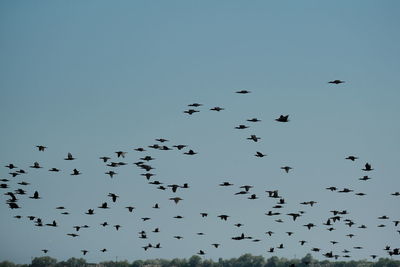 Low angle view of birds flying in sky