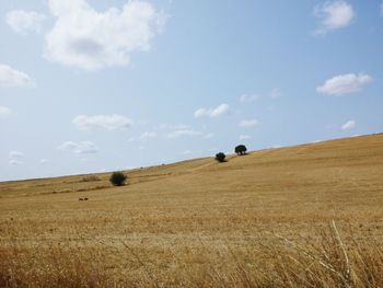 Scenic view of field against sky