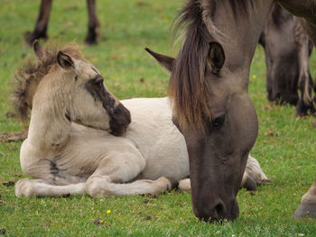 Wild horses in germany