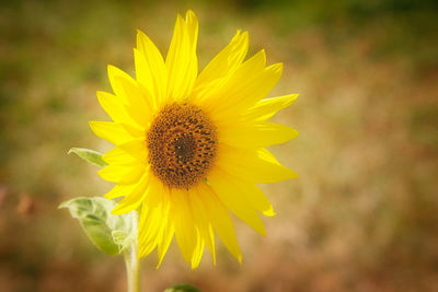 Close-up of sunflower